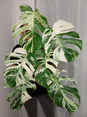 Monstera Variegata (zum aussuchen)