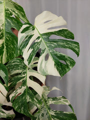 Monstera Variegata (zum aussuchen)