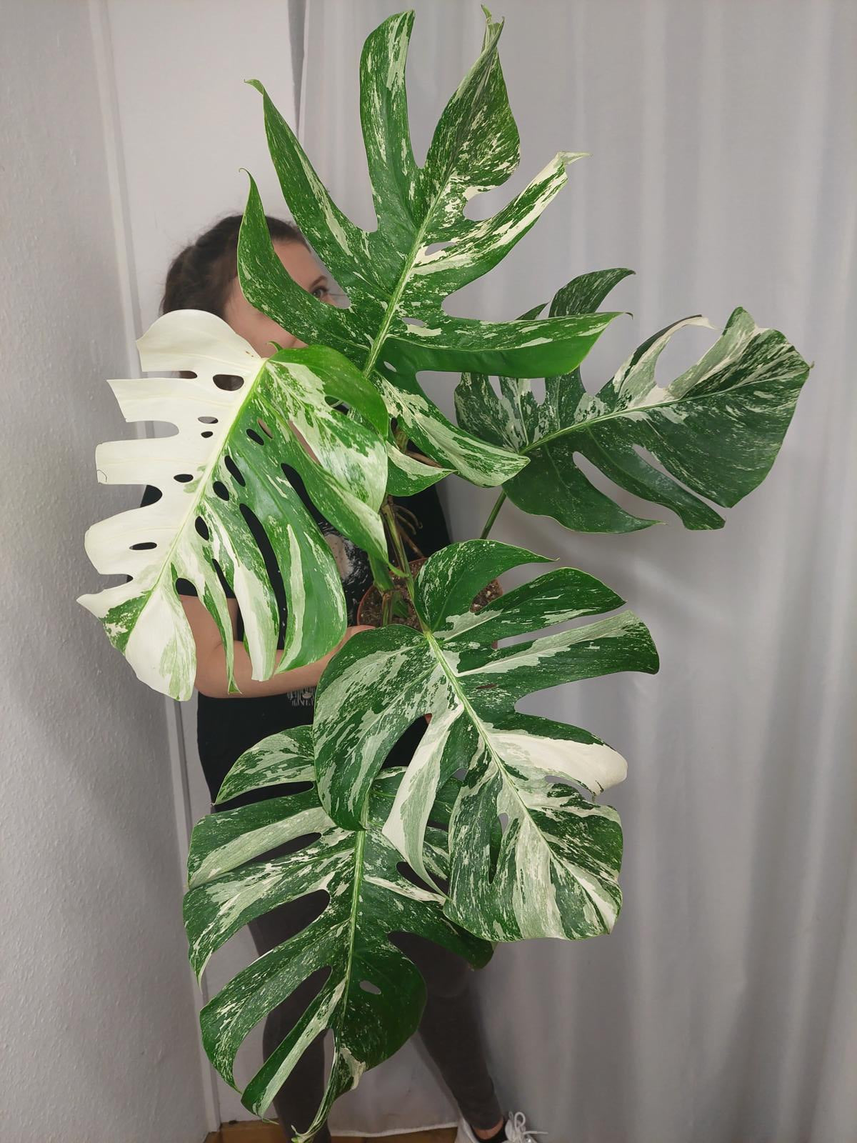 Monstera Variegata (zum aussuchen)