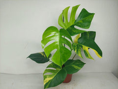 Monstera Aurea