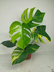 Monstera Aurea