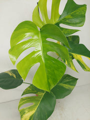 Monstera Aurea