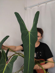 Philodendron Spiritus Sancti Adult