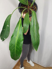 Anthurium Big Bill