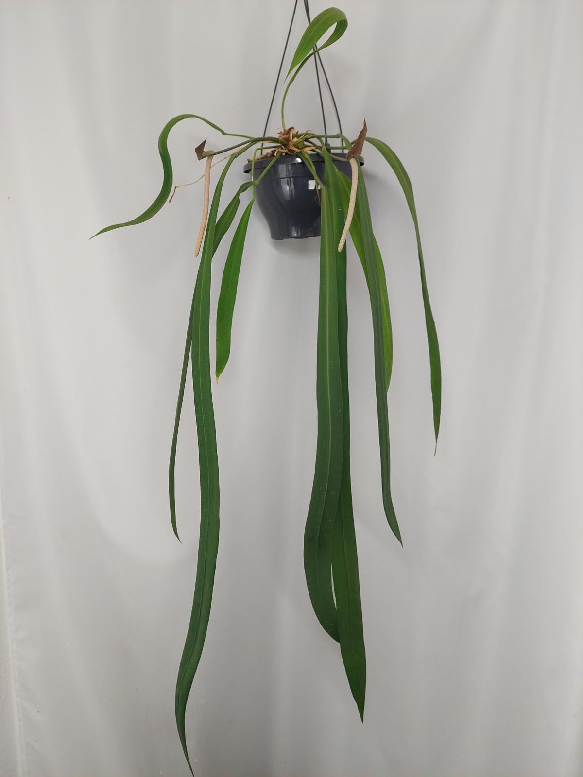 Anthurium Vittarifolium groß