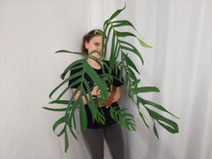 Monstera Croatii XXL