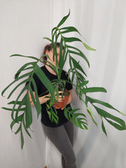 Monstera Croatii XXL