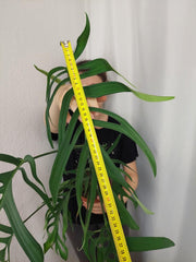 Monstera Croatii XXL