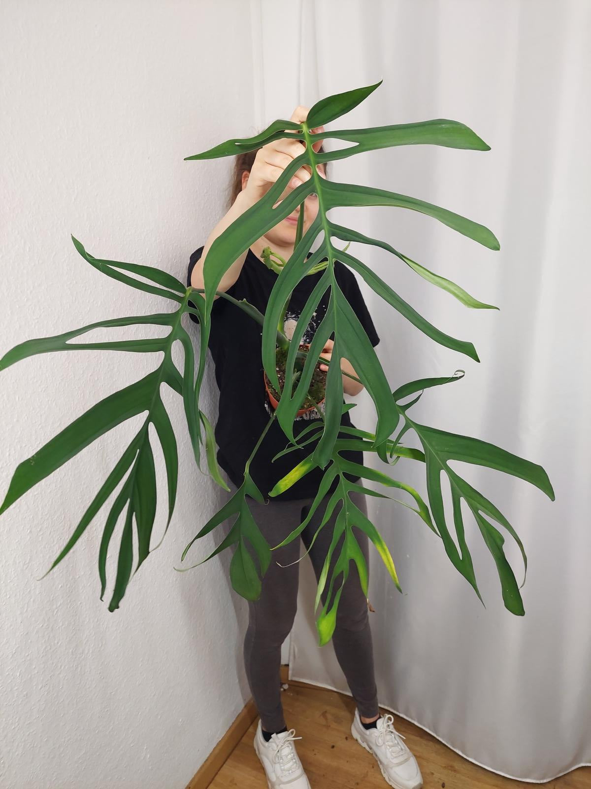 Monstera Croatii XXL