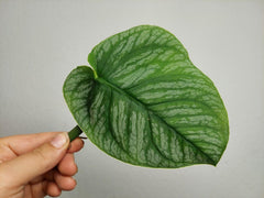 Monstera Dubia Stecklinge