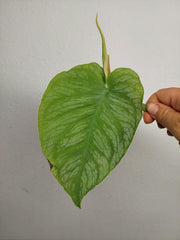 Monstera Dubia Stecklinge
