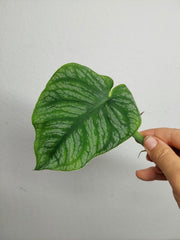 Monstera Dubia Stecklinge