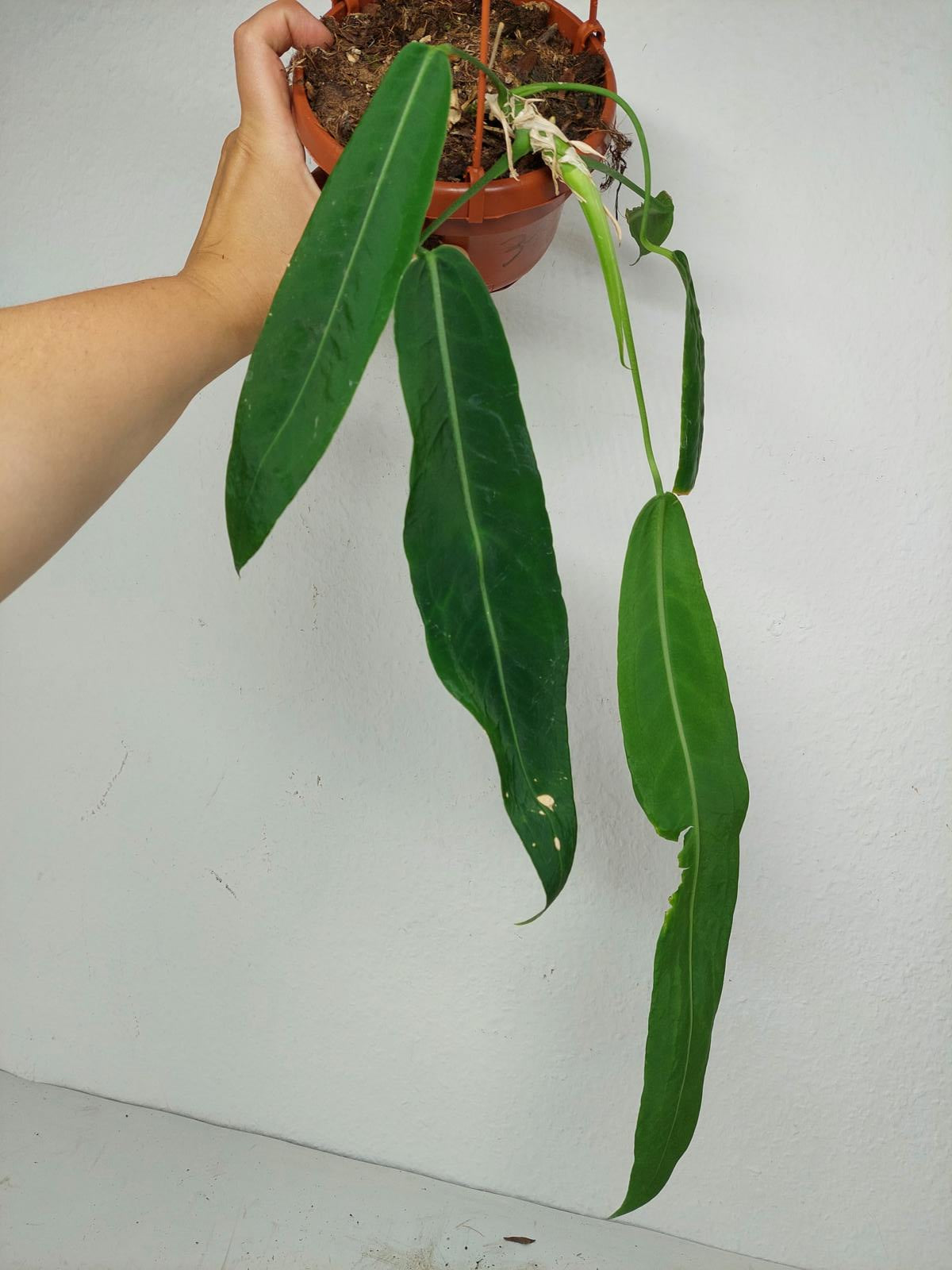Anthurium Pallidiflorum