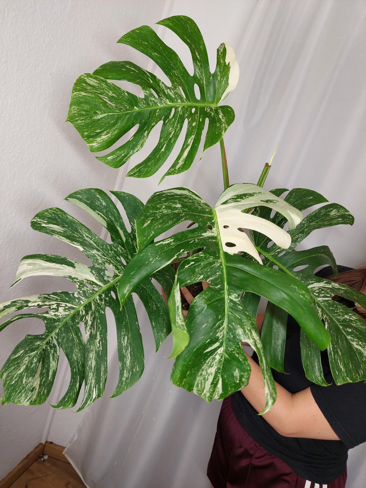 Monstera Variegata Adult