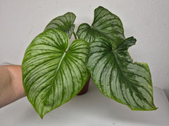 Philodendron Mamei 1