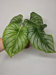 Philodendron Mamei 1
