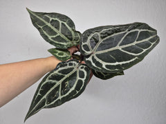 Anthurium Red Crystallinum
