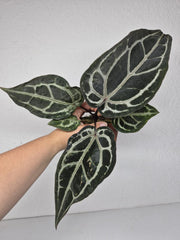 Anthurium Red Crystallinum