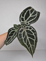 Anthurium Red Crystallinum