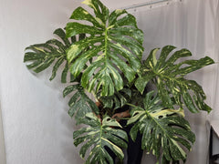 Monstera Thai Constellation XXL