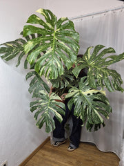 Monstera Thai Constellation XXL