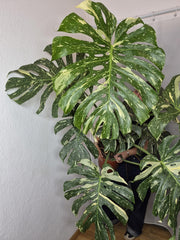 Monstera Thai Constellation XXL