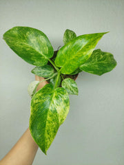 Philodendron Giganteum Variegata