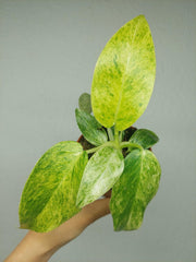 Philodendron Giganteum Variegata