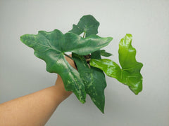 Alocasia Batwing Mint