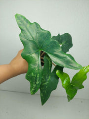 Alocasia Batwing Mint