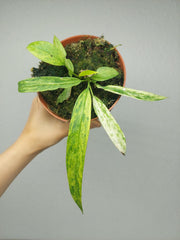 Anthurium Vittarifolium Aurea Variegata