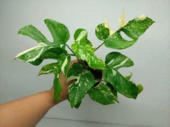 Monstera Minima (Raphidophora Tetrasperma) Thai Constellation