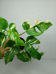 Monstera Minima (Raphidophora Tetrasperma) Thai Constellation