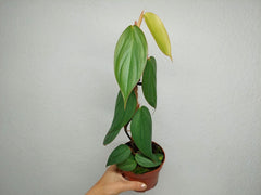 Philodendron Burle Marx Fantasy