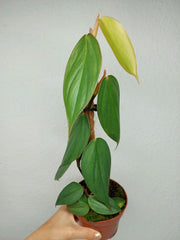Philodendron Burle Marx Fantasy