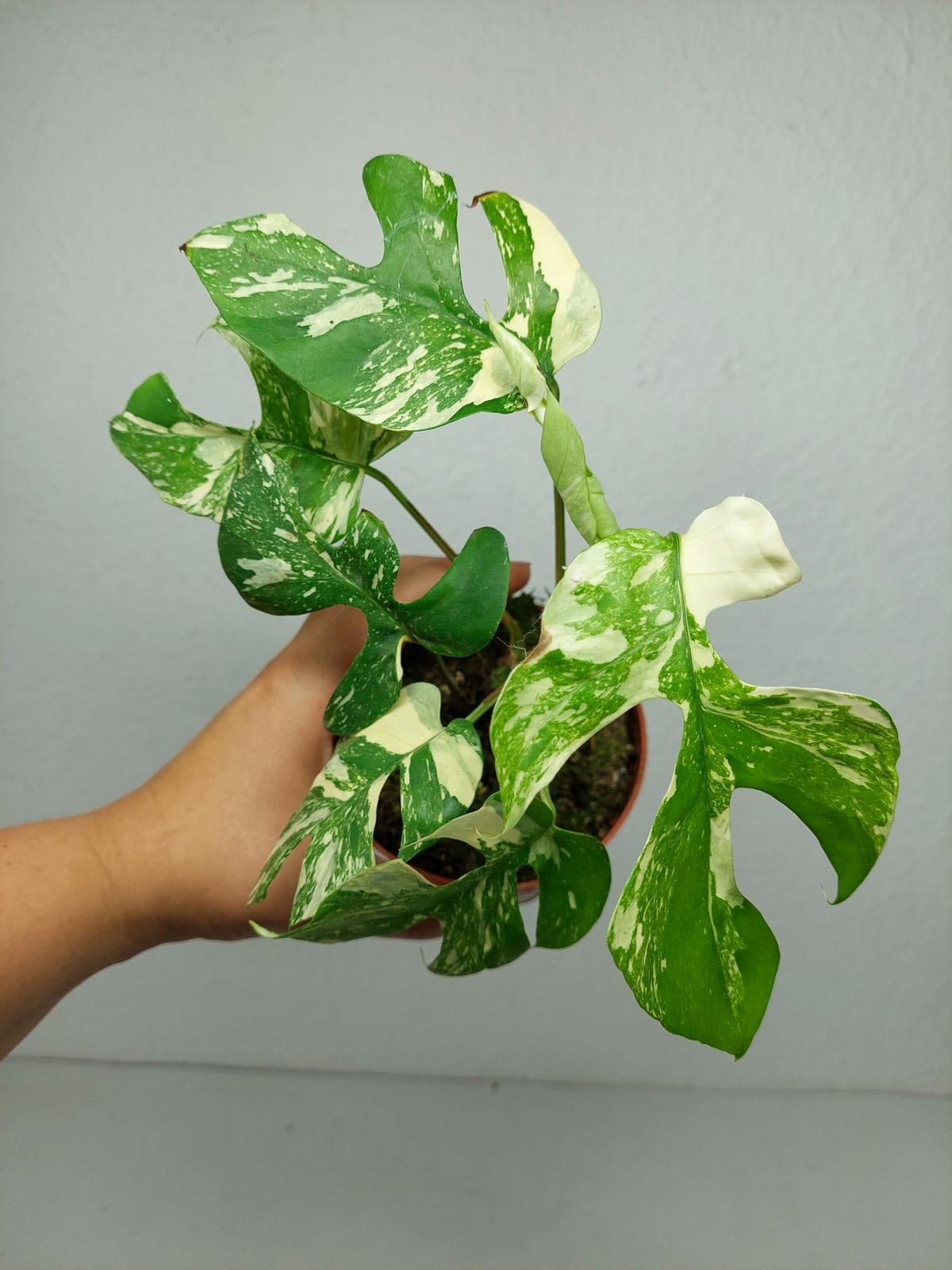 Monstera Minima (Raphidophora Tetrasperma) Thai Constellation