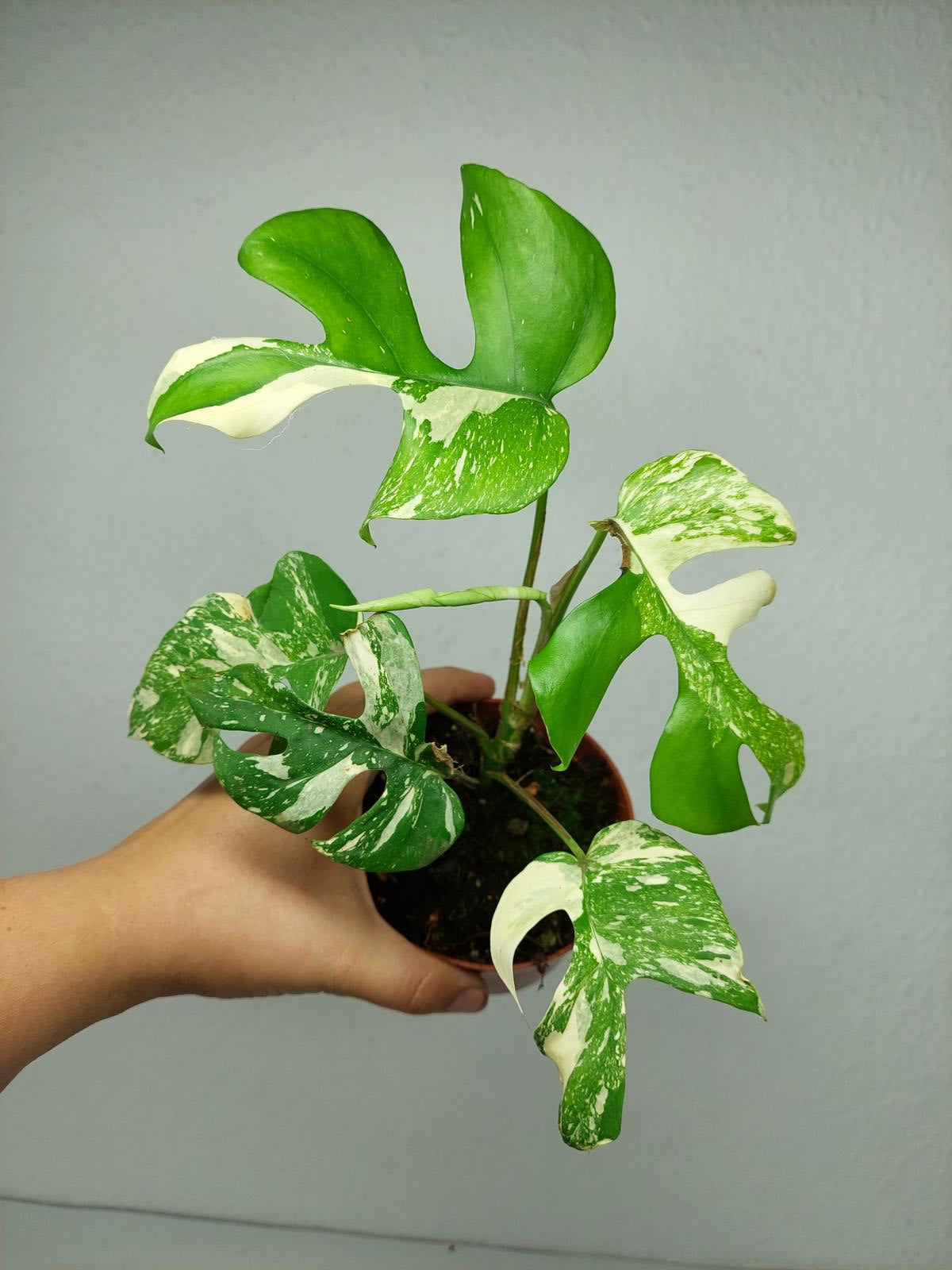 Monstera Minima (Raphidophora Tetrasperma) Thai Constellation