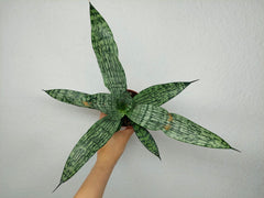 Sanseveria Everest