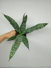 Sanseveria Everest
