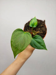 Anthurium Portillae