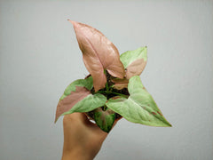 Syngonium Strawberry Milk