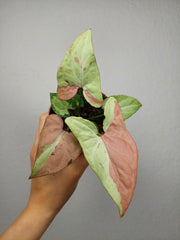 Syngonium Strawberry Milk