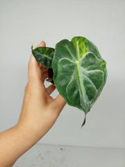 Alocasia Venom Aurea