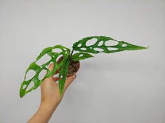 Monstera Obliqua Peru
