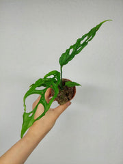 Monstera Obliqua Peru