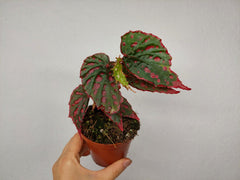 Begonia Mila's Miracle