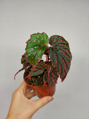 Begonia Mila's Miracle
