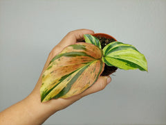 Kaempferia Pulchra Marble Variegata