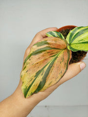 Kaempferia Pulchra Marble Variegata