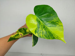 Monstera Aurea Yellow Marilyn 1A